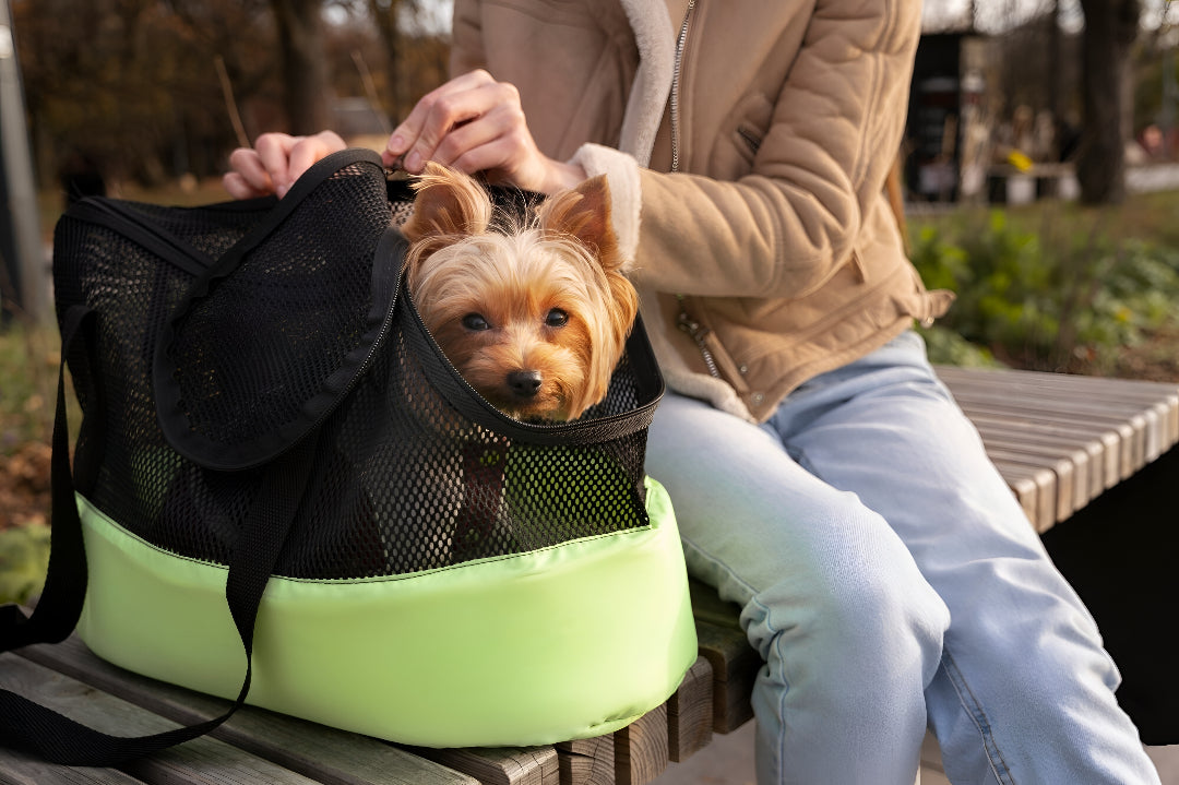 Pet Carriers For Safe Travel Adventures
